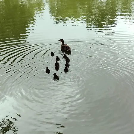 Le Finland Labelise 3 Etoiles * Bourbourg